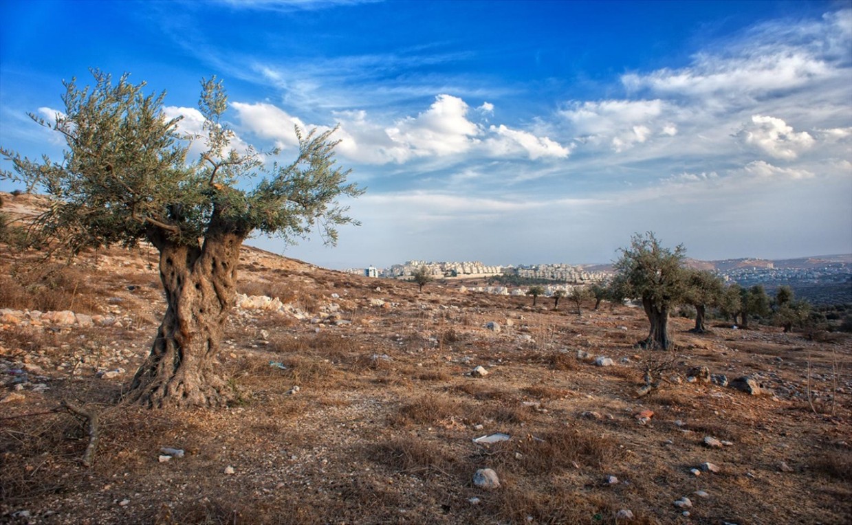 ASHTAR Theatre | مسرح عشتار | Palestina